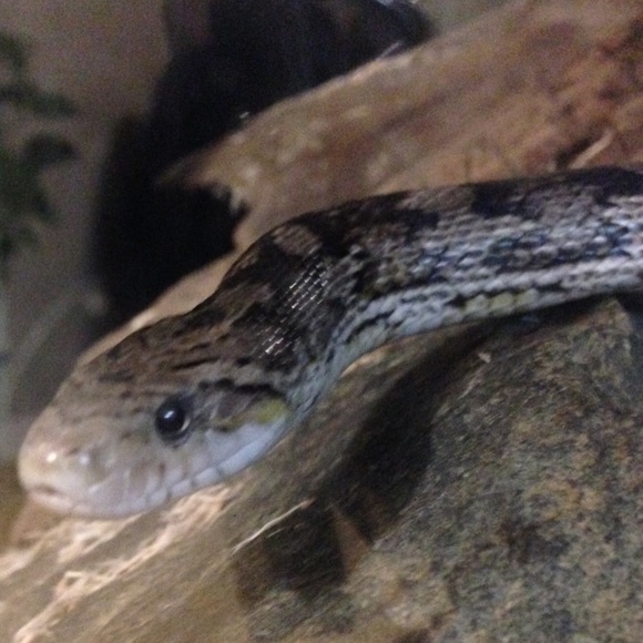 Meet your Posher, Luna - Picture 12 of 15